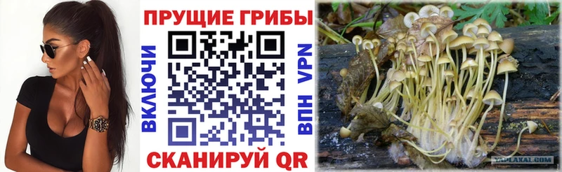 Купить  Лакинск  Галлюциногенные грибы Magic Shrooms 